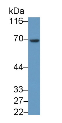 53277