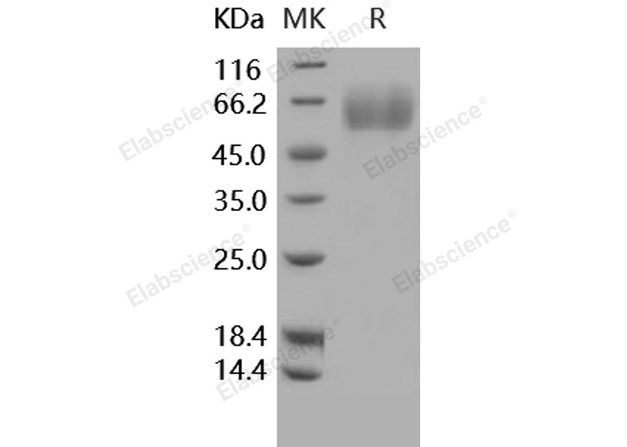Валидация Elabscience PKSH031615(2277)