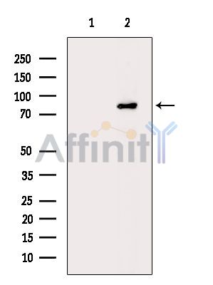 Валидация Affinity DF14302 - 10184
