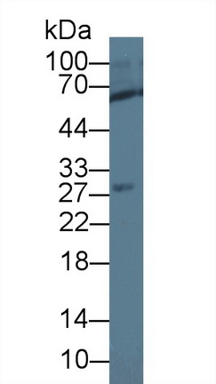 12729