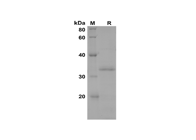 Валидация Elabscience PDEH100595(107)
