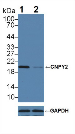 12273