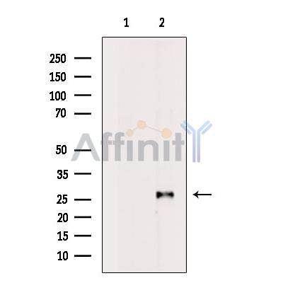 Валидация Affinity DF7303 - 18988