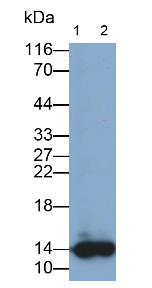 31833