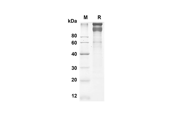 Валидация Elabscience PDMH100253(876)