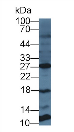 12733