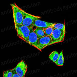 Валидация IF - AntibodySystem RHD39303
