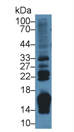 10441