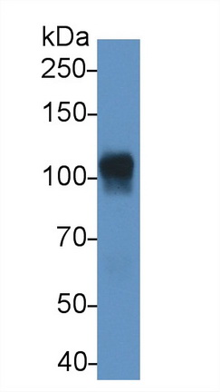 62620