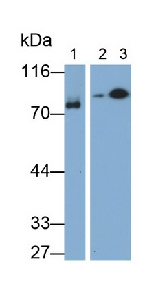 10507