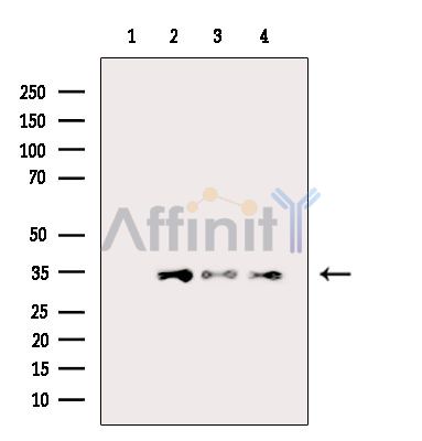 Валидация Affinity DF15454 - 11806