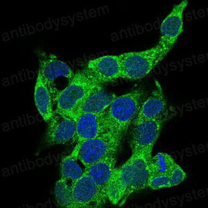 Валидация IF - AntibodySystem RHC33704