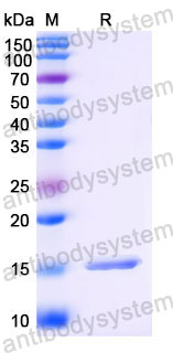 Валидация SDS-PAGE - AntibodySystem RHJ81101