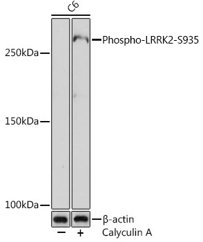 AP1154, вестерн-блоттинг, клетки C6 (24843)
