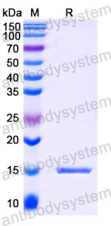 Валидация SDS-PAGE - AntibodySystem RHB93303
