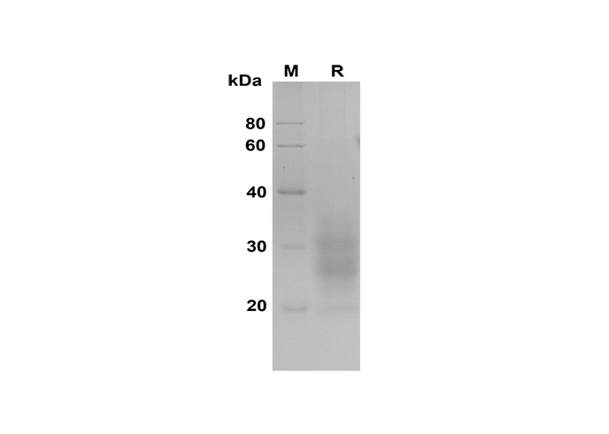 Валидация Elabscience PDMH100328(940)