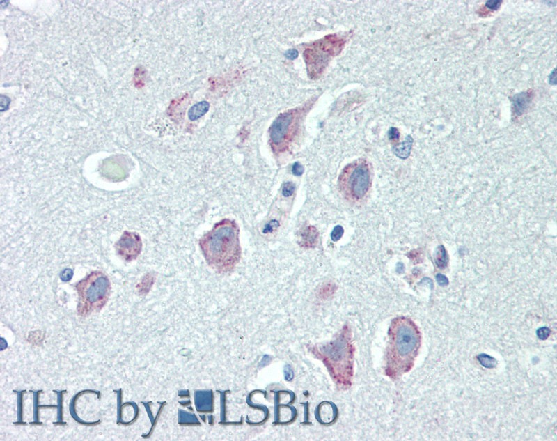 Валидация Elabscience E-AB-15342