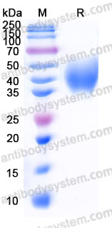 AHJ38602, SDS-PAGE