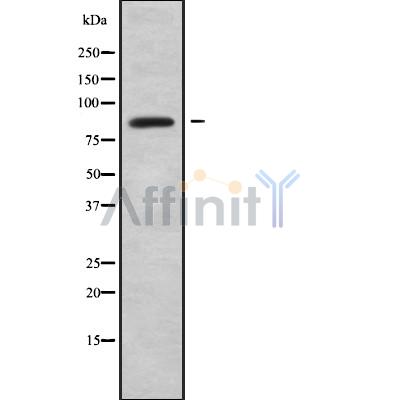 Валидация Affinity DF9145 - 21487