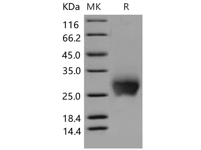 Валидация Elabscience PKSM040643(4627)