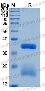 Валидация AntibodySystem AHK97801