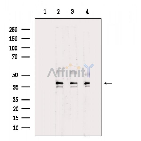 Валидация Affinity DF3144 - 13938