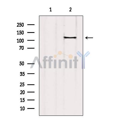 Валидация Affinity AF6329 - 3600