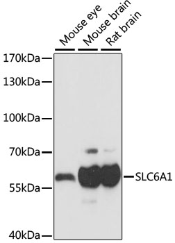 Валидация Elabscience E-AB-66423