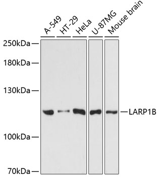 Валидация Elabscience E-AB-64508