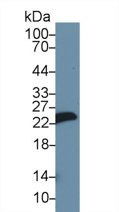 10275