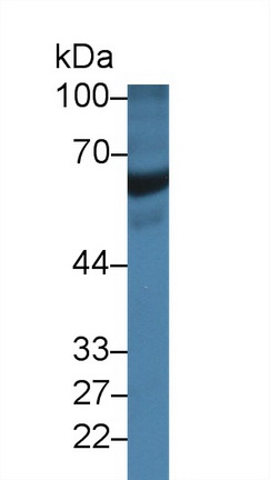 12344