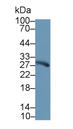 8885