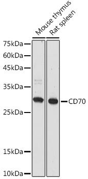Валидация Elabscience E-AB-93171