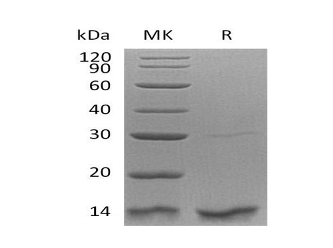 Валидация Elabscience PKSH033109(3471)