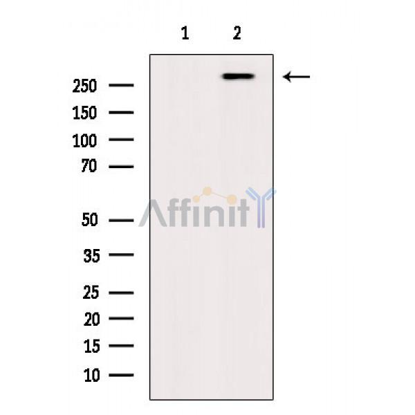 Валидация Affinity AF3906 - 2055