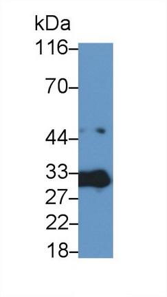 10437