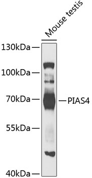 Валидация Elabscience E-AB-92639