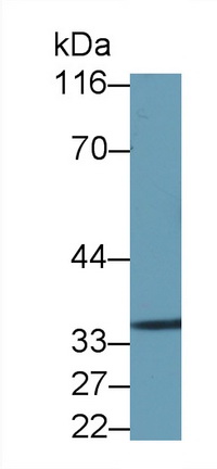 39168