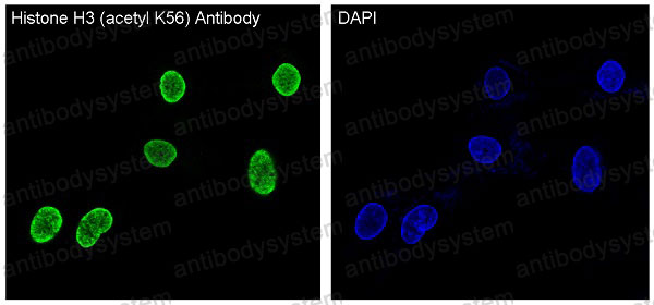 Валидация IF - AntibodySystem RHF62715