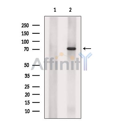 Валидация Affinity DF9303 - 21763