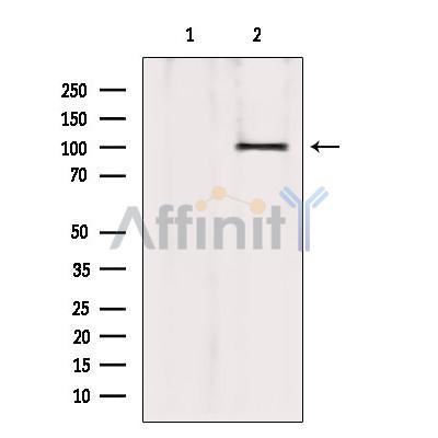 Валидация Affinity DF4449 - 15961
