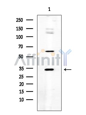 Валидация Affinity DF7279 - 18947