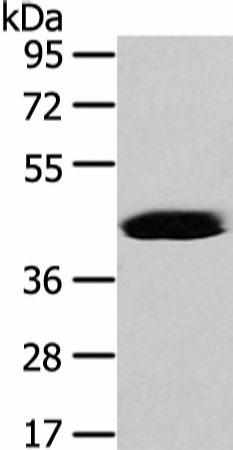 Валидация Elabscience E-AB-17250