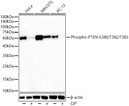 AP1346, вестерн-блоттинг, лизаты клеток Hela, NIH/3T3 и PC-12 (26132)