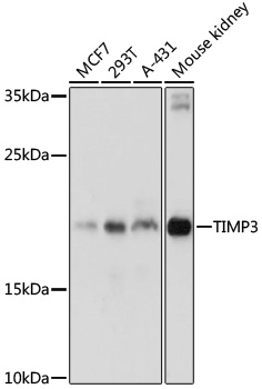 Валидация Elabscience E-AB-65858