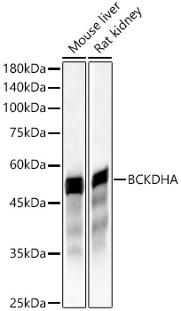 A9806, вестерн-блоттинг, различные лизаты (18559)