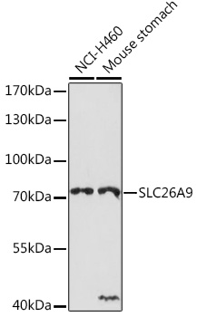 Валидация Elabscience E-AB-92081