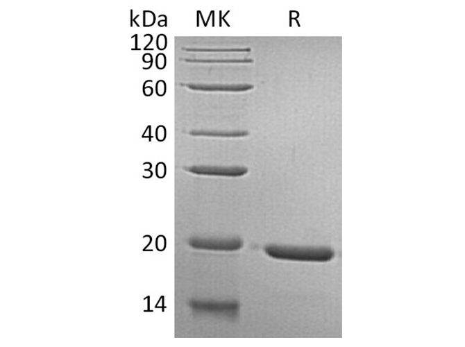 Валидация Elabscience PKSH032513(2973)