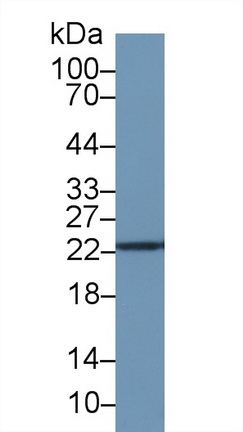 13764