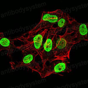 Валидация IF - AntibodySystem RHF53206